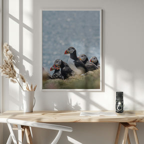 Scottish Puffins Poster