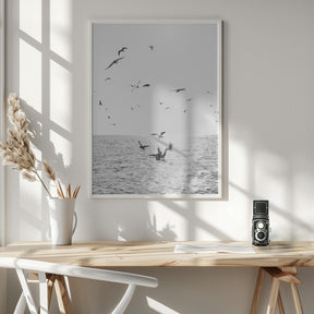 Seagulls At Sea Poster