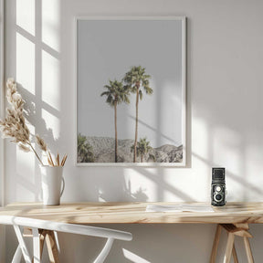 Palm Springs Palms Poster