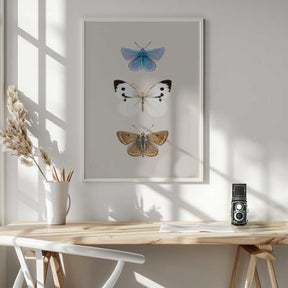 English Butterlies 2 Poster