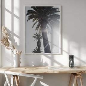 Palm Trees Poster