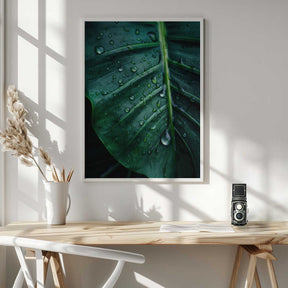 Rain Kissed Leaf Poster