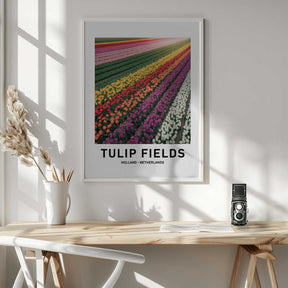 Tulip Fields Poster