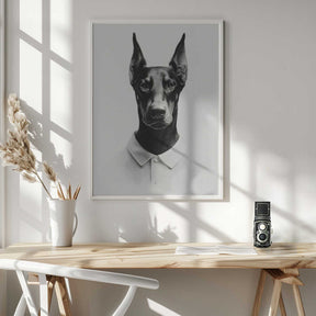 Doberman In Polo Shirt Poster
