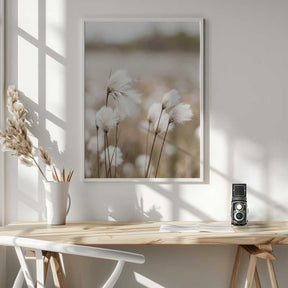 Cotton Grass - Eriophorum Poster