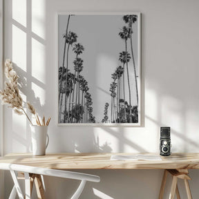 Palm Alley Poster