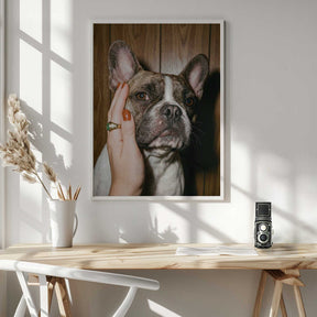 Petting a Frenchie Poster