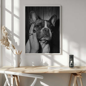 Petting a Frenchie Poster