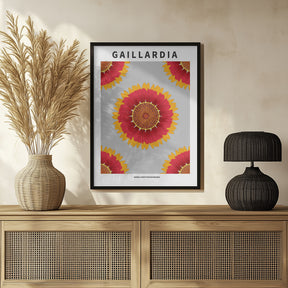 Gaillardia - National flower of Belgium Poster