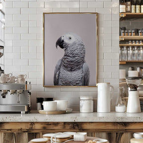 African Grey Poster