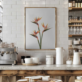 Birds of Paradise Poster