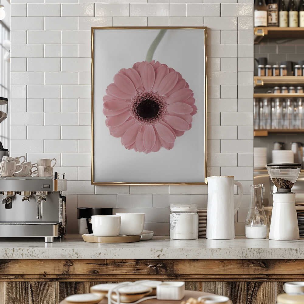 Pink Gerbera II Poster