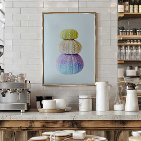Sea Urchins Poster