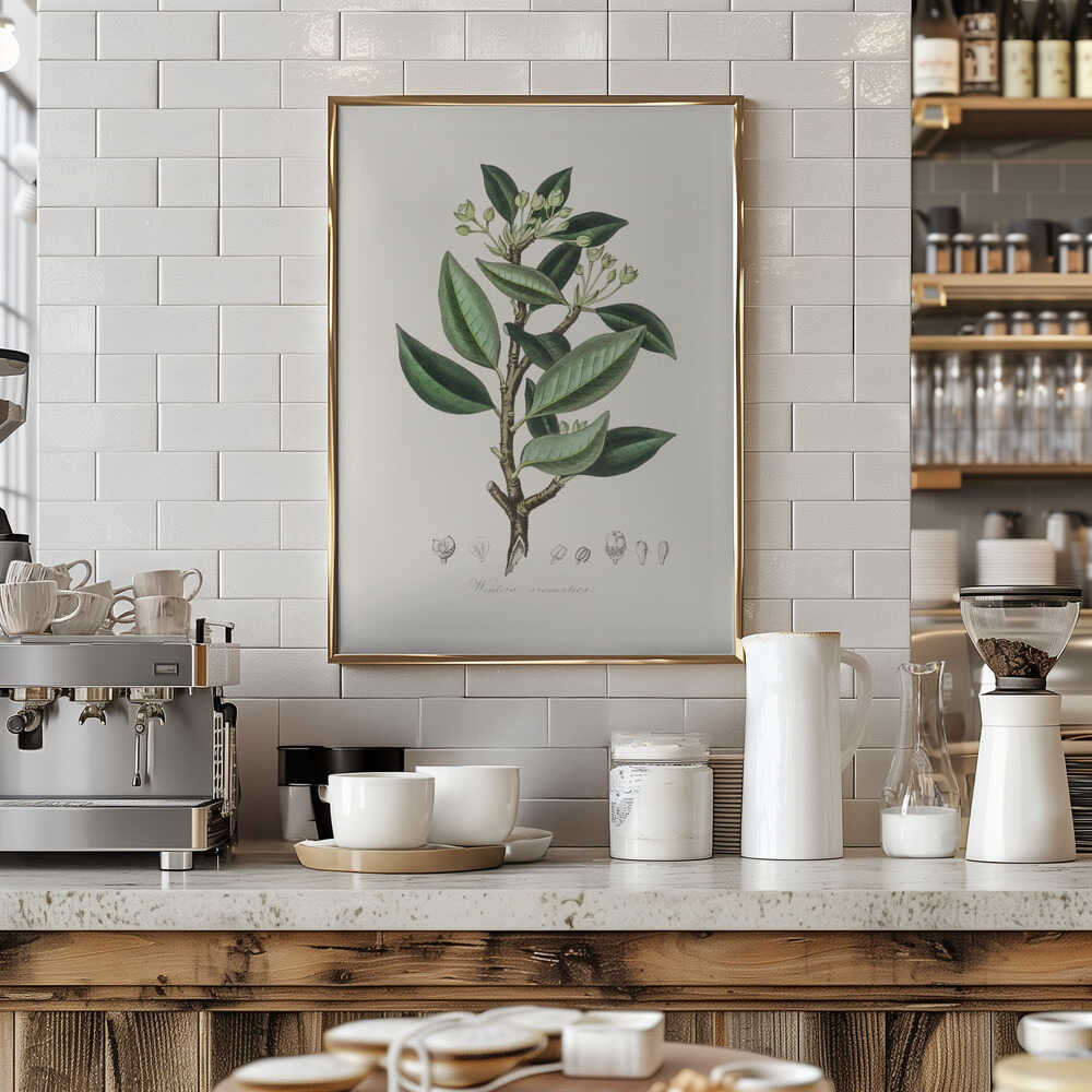 Wintera Aromatica Medical Botany Poster