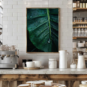 Rain Kissed Leaf Poster