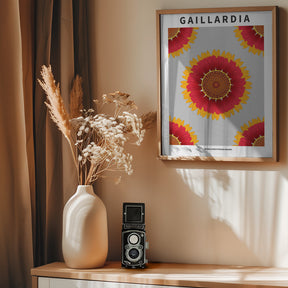 Gaillardia - National flower of Belgium Poster