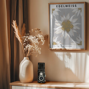Edelweiss - National flower of Switzerland Poster
