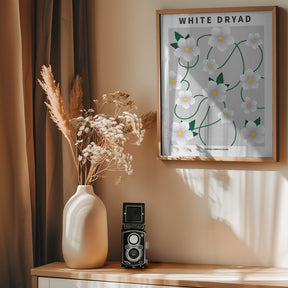 White dryad - National flower of Iceland Poster