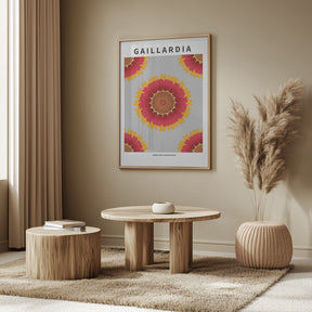 Gaillardia - National flower of Belgium Poster