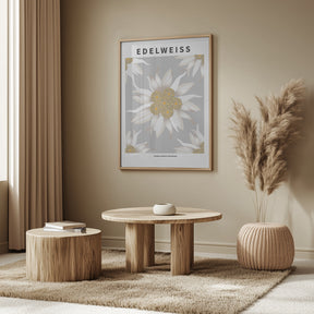 Edelweiss - National flower of Switzerland Poster