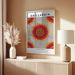 Gaillardia - National flower of Belgium Poster