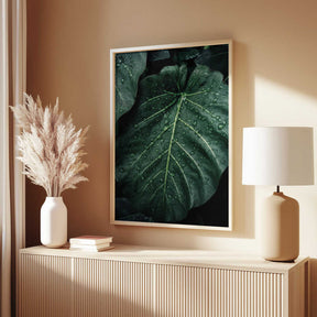 Rain Kissed Leaves Poster