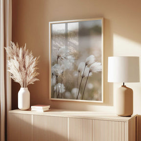 Cotton Grass - Eriophorum Poster