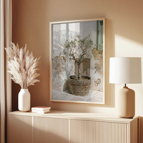 Small Olive Tree In a Wooden Barrel Poster