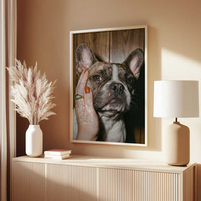 Petting a Frenchie Poster