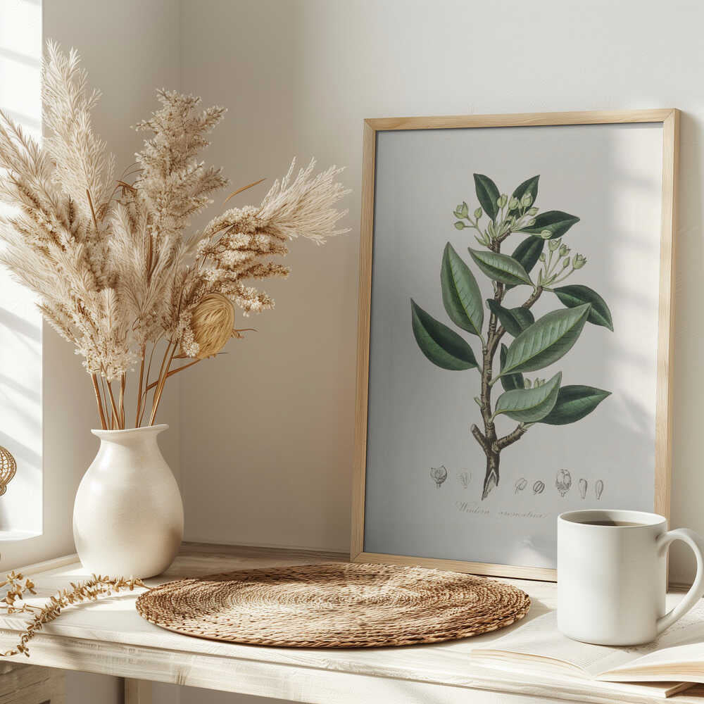 Wintera Aromatica Medical Botany Poster