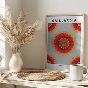 Gaillardia - National flower of Belgium Poster