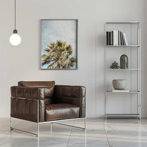 Sunlit Fronds Poster