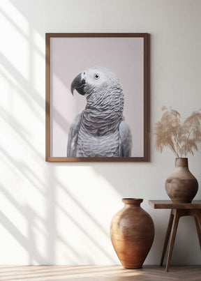 African Grey Poster