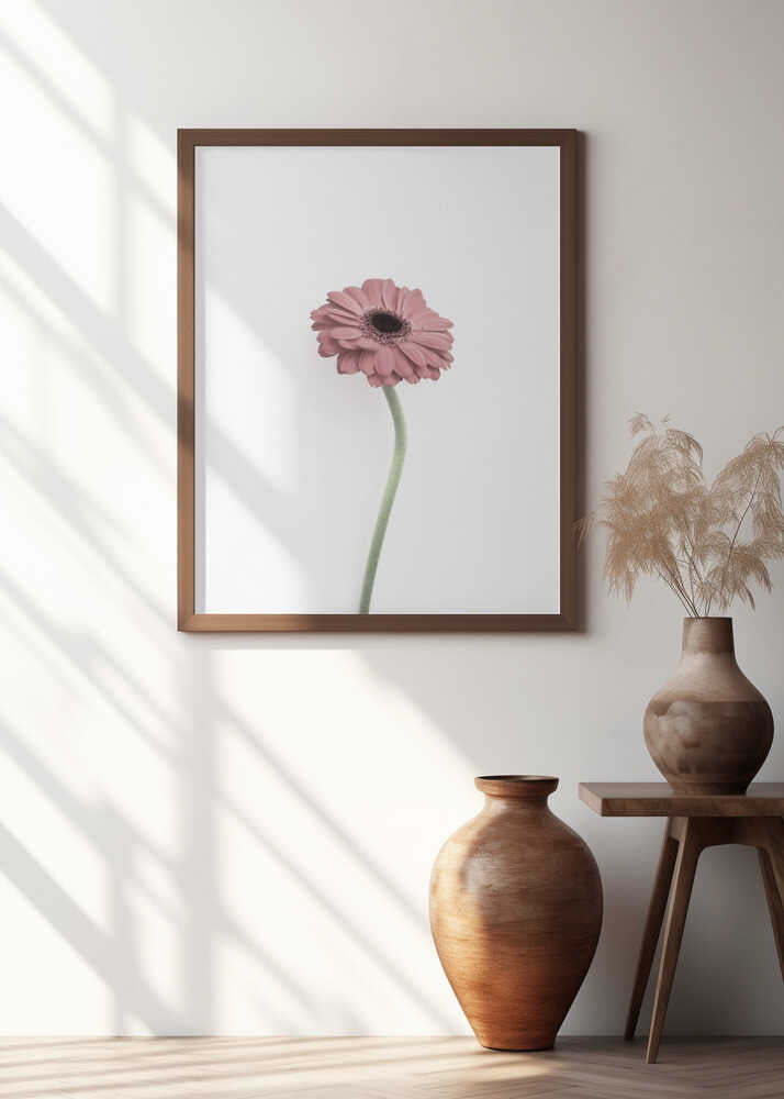 Pink Gerbera Poster