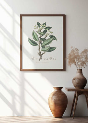 Wintera Aromatica Medical Botany Poster