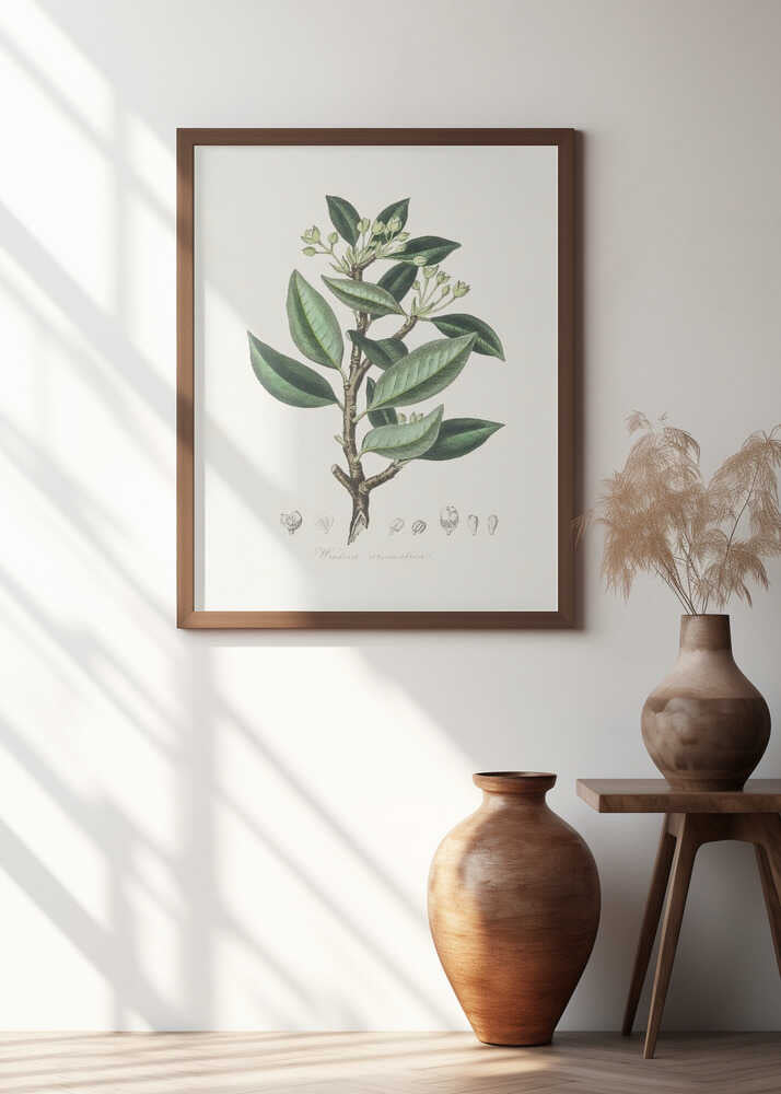 Wintera Aromatica Medical Botany Poster