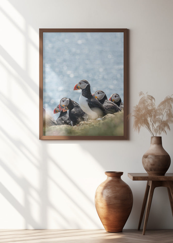 Scottish Puffins Poster