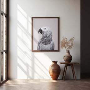 African Grey Poster