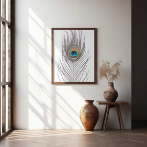 Peacock Feather Poster