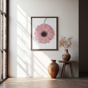 Pink Gerbera II Poster