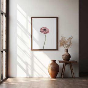 Pink Gerbera Poster