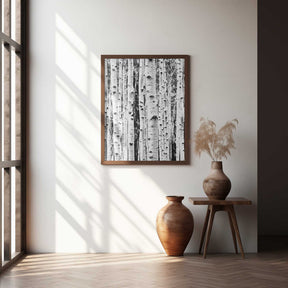 Birches Poster