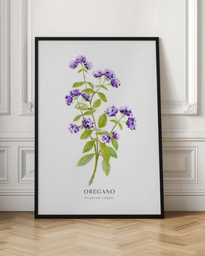 Oregano I Poster