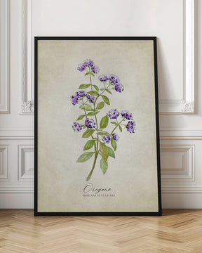 Oregano vintage Poster