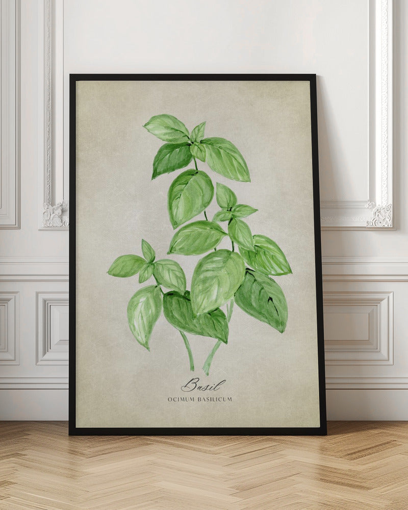 Basil vintage Poster