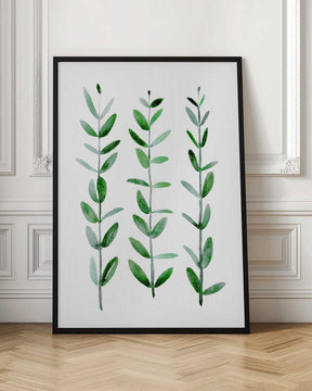 Watercolor eucalyptus parvifolia Poster