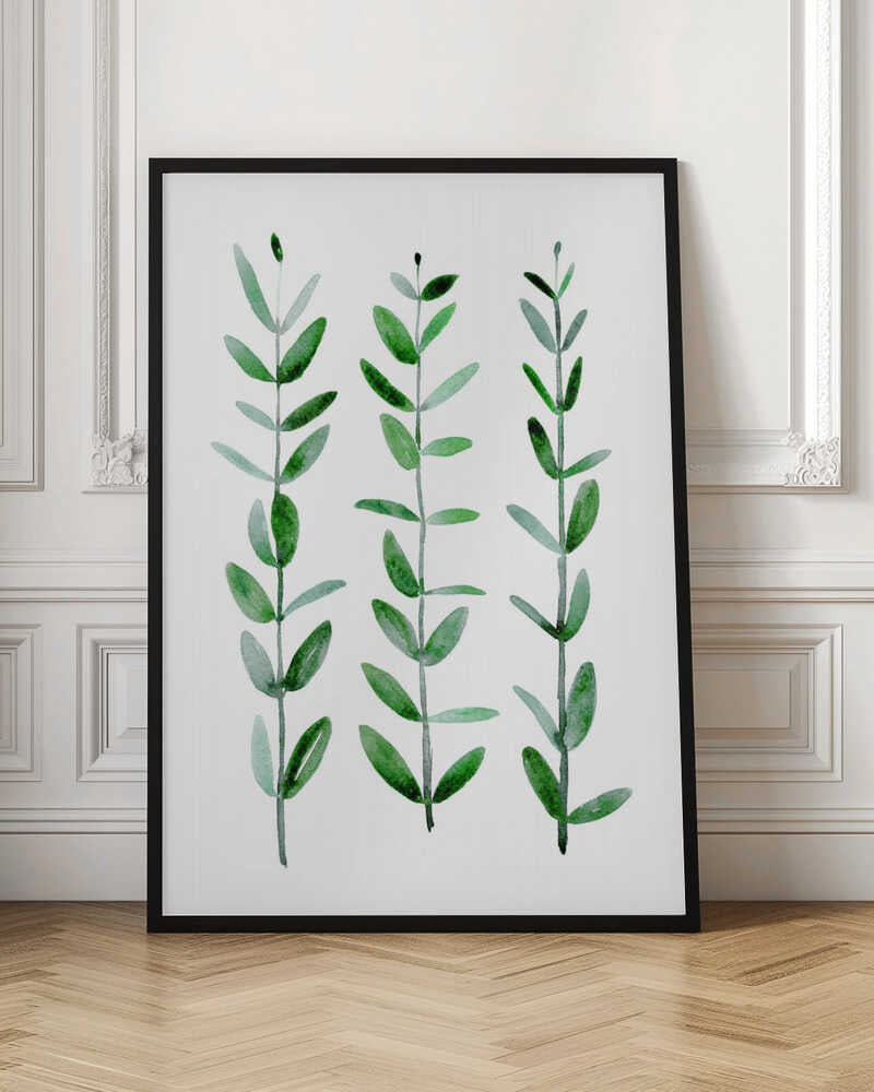Watercolor eucalyptus parvifolia Poster