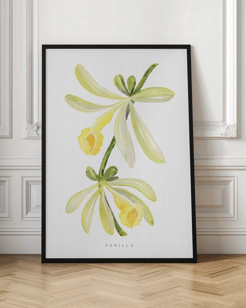 Watercolor vanilla orchid Poster