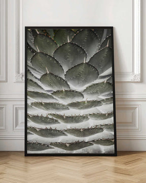 Spiral Succulent Poster