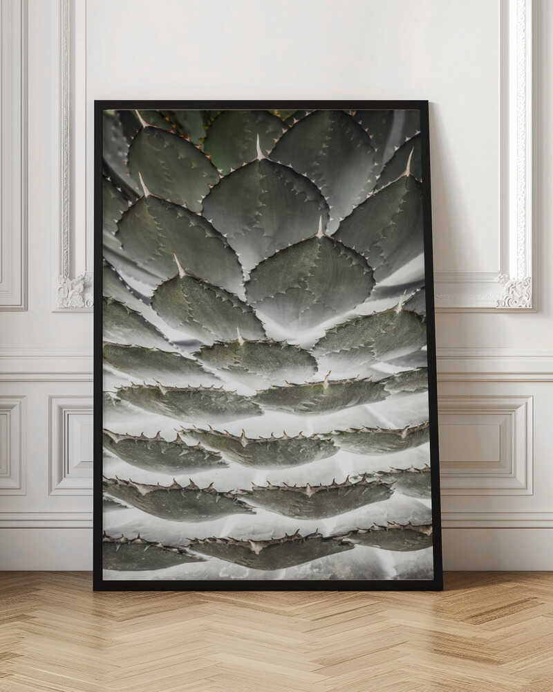 Spiral Succulent Poster
